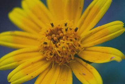 Arnica: beneficii pentru organism, utilizari in farmacie