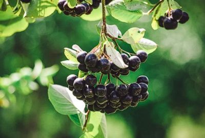 Aronia: beneficii, proprietati, contraindicatii