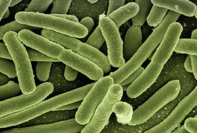 Escherichia coli: Ce este, ce simptome sunt asociate cu aceasta, preventie
