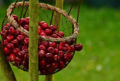 Nutritie: Beneficiile cireselor pentru organism, reguli de consum