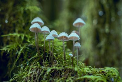 Cordyceps: Cum arata, reguli de consum, curiozitati