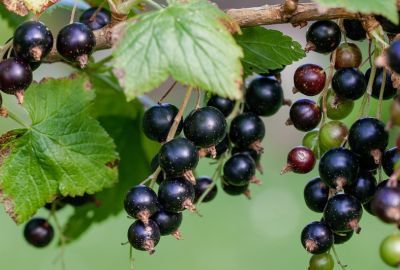Fructe cu puternic efect antioxidant: De ce e important sa consumi coacaze negre
