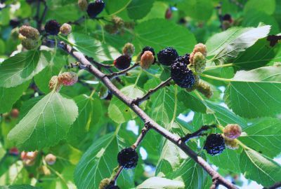 Nutritie: Beneficii pentru consum a dudelor negre