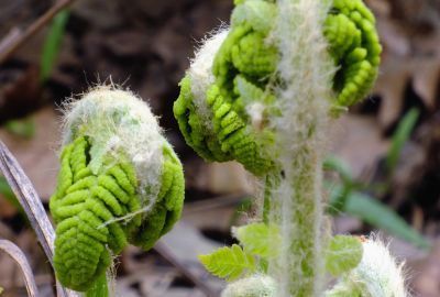 Feriga Fiddlehead: Cum o recunosti, cum se foloseste, contraindicatii