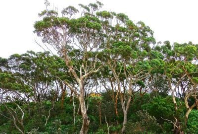 Arborele de eucalipt: Cum si cand il putem folosi, contraindicatii
