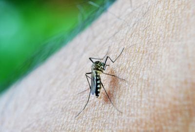 Alergia la insecte: Cum apare, preventie, simptome si tratament
