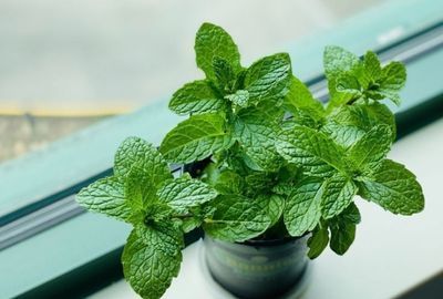 Ceaiul de menta: Beneficii, proprietati ale frunzelor, contraindicatii