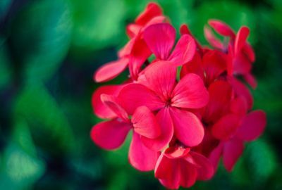 Florile de muscata: Beneficii pentru organism, contraindicatii de consum
