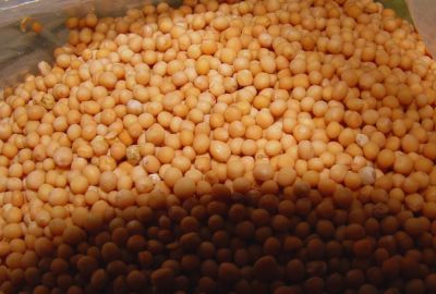 Nutritie: Ce beneficii ofera organismului mustarul alb