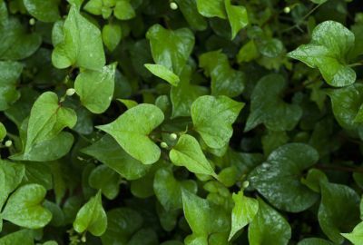 Nasturelul de balta: O planta medicinala bogata in fier si calciu
