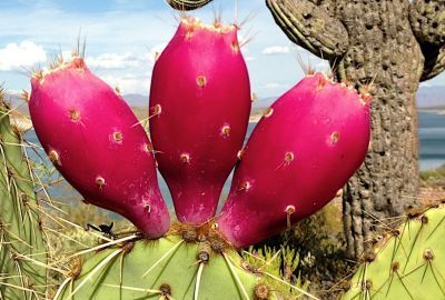 Nopalul: O leguma care seamana cu un cactus, cum se poate consuma