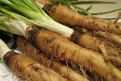 Nutritie: Tragopogon, sau planta stridiilor, cum se poate consuma