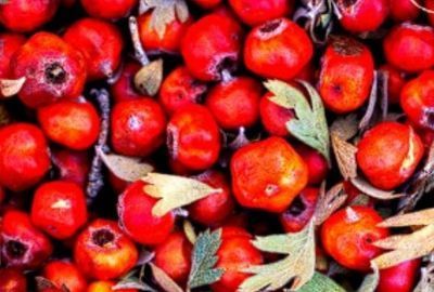 Paducelul: Utilizare, beneficii organism, contraindicatii