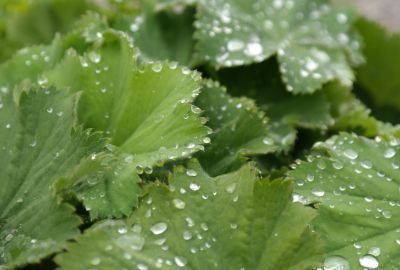 Cretisoara: Cum recunosti planta, moduri de folosire, contraindicatii