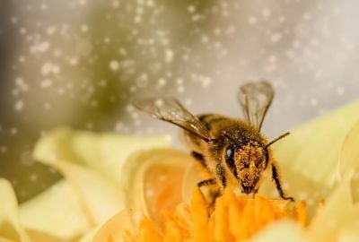 Polenul de albine: Beneficii, reguli de consum, contraindicatii