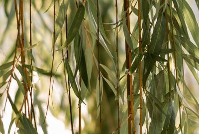 Salcia: Beneficii, proprietati antiinflamatorii, contraindicatii