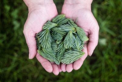 Nutritie: Beneficii pentru organism ale semintelor de pin, contraindicatii de consum