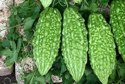 Bitter melon: cum ajuta aceasta leguma exotica combaterea diabetului 