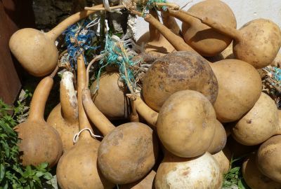 Nutritie: Ce este tigva, cum se poate consuma, contraindicatii