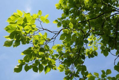 Ulmul: un copac cu multiple utilizari in medicina