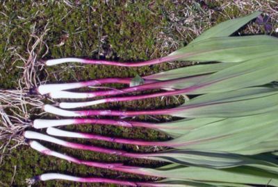 Nutritie: Ce este prazul salbatic, reguli de consum, contraindicatii