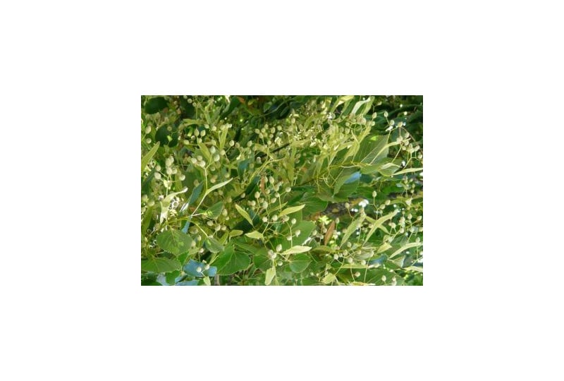 Florile de tei: Beneficii pentru organism, cum trebuie sa le folosesti