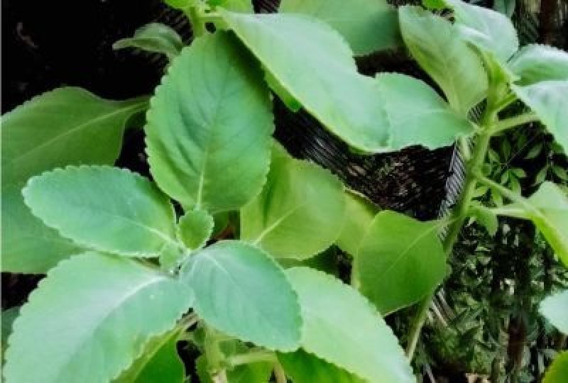 Patlagina: Cum recunosti planta, cum se foloseste, beneficii organism