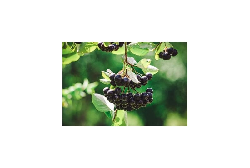 Aronia: beneficii, proprietati, contraindicatii