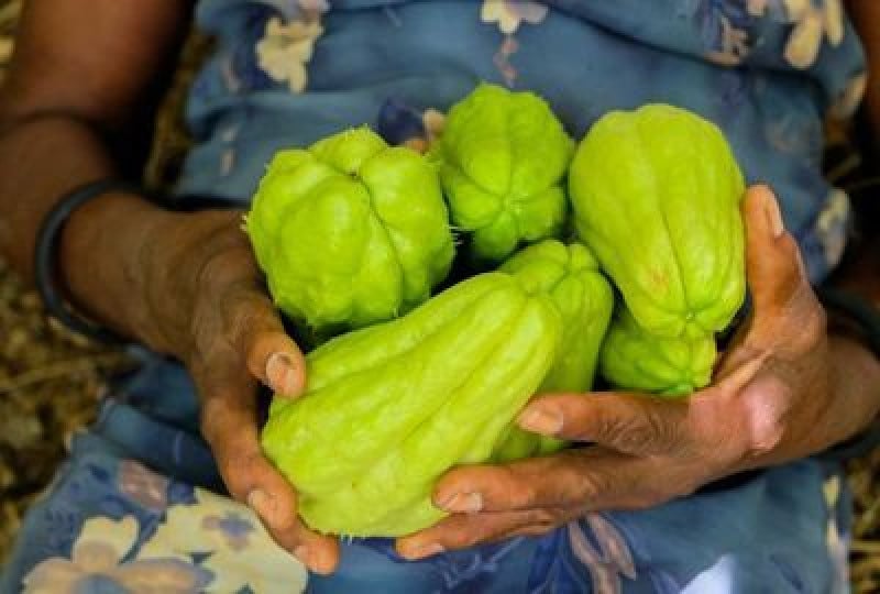 Chayote: O leguma exotica cu multiple beneficii pentru inima si digestie