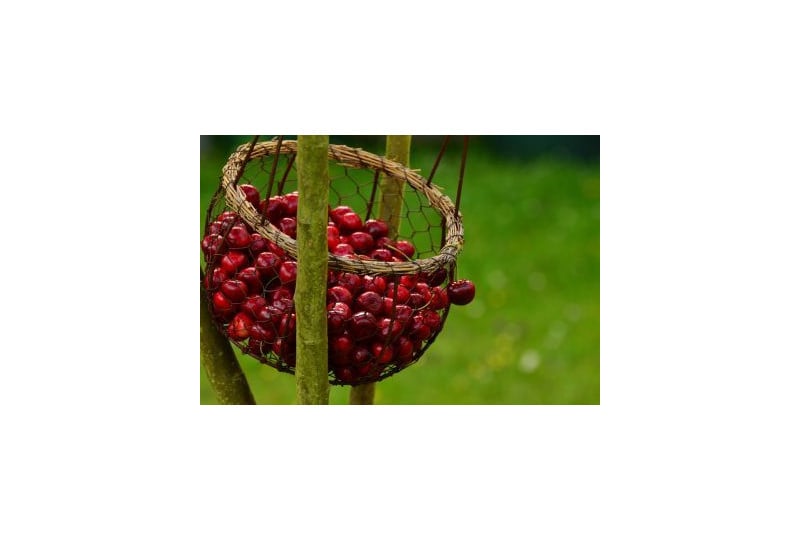 Nutritie: Beneficiile cireselor pentru organism, reguli de consum