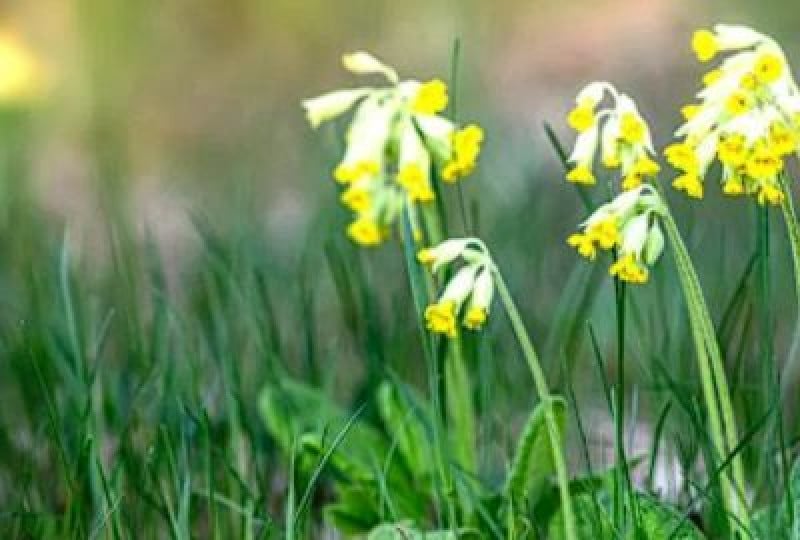 Ciubotica Cucului: beneficii pentru organism, proprietati si utilizare