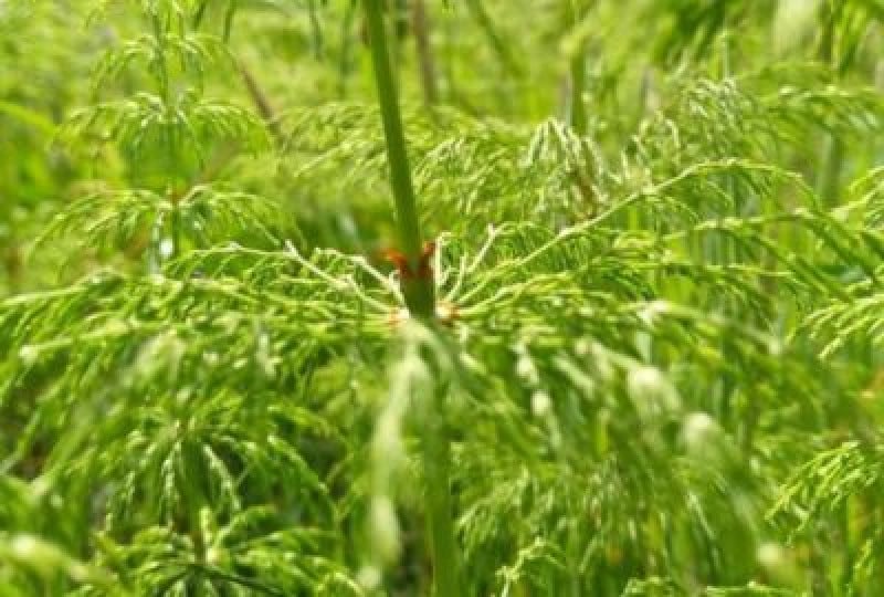 Planta de coada calului si beneficiile sale medicinale