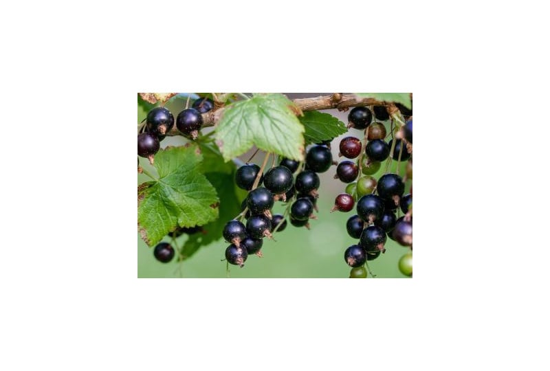 Fructe cu puternic efect antioxidant: De ce e important sa consumi coacaze negre
