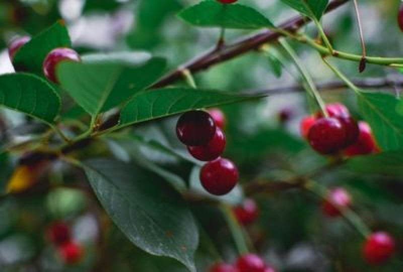 Nutritie: Beneficii ale consumului de visine pentru organism