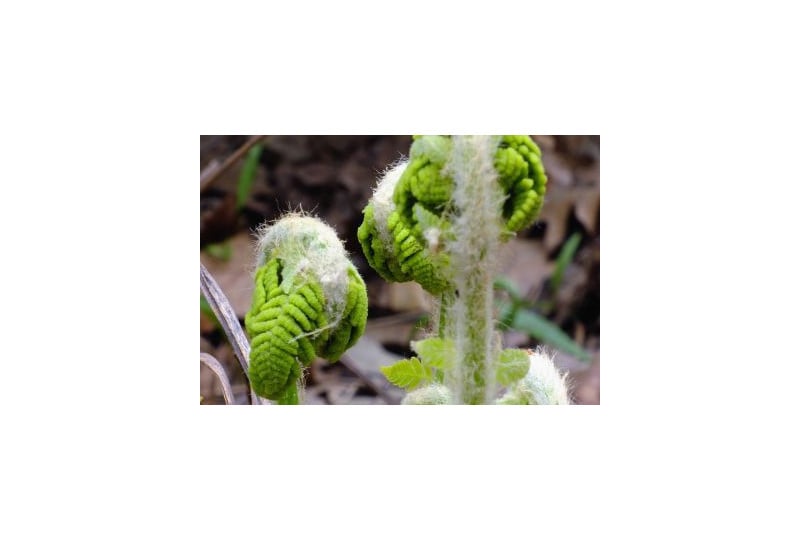Feriga Fiddlehead: Cum o recunosti, cum se foloseste, contraindicatii