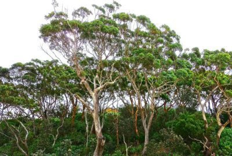 Arborele de eucalipt: Cum si cand il putem folosi, contraindicatii
