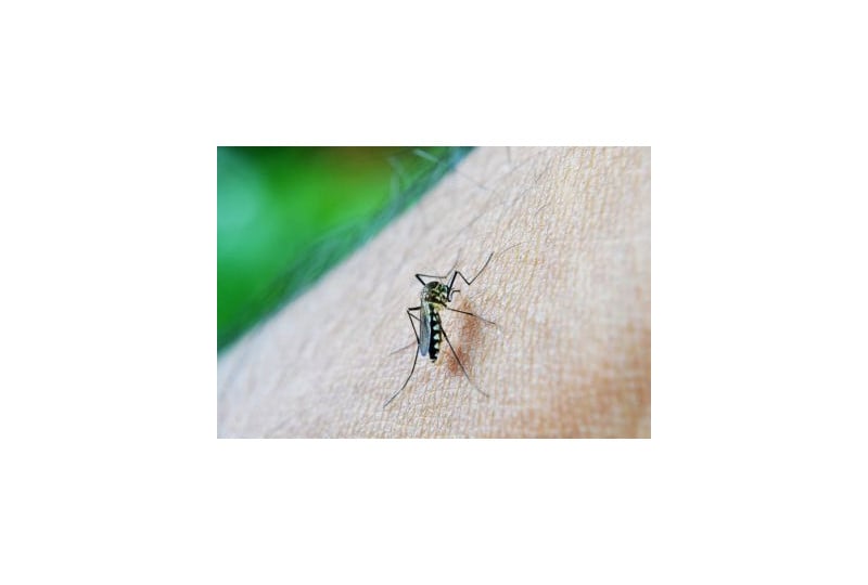 Alergia la insecte: Cum apare, preventie, simptome si tratament