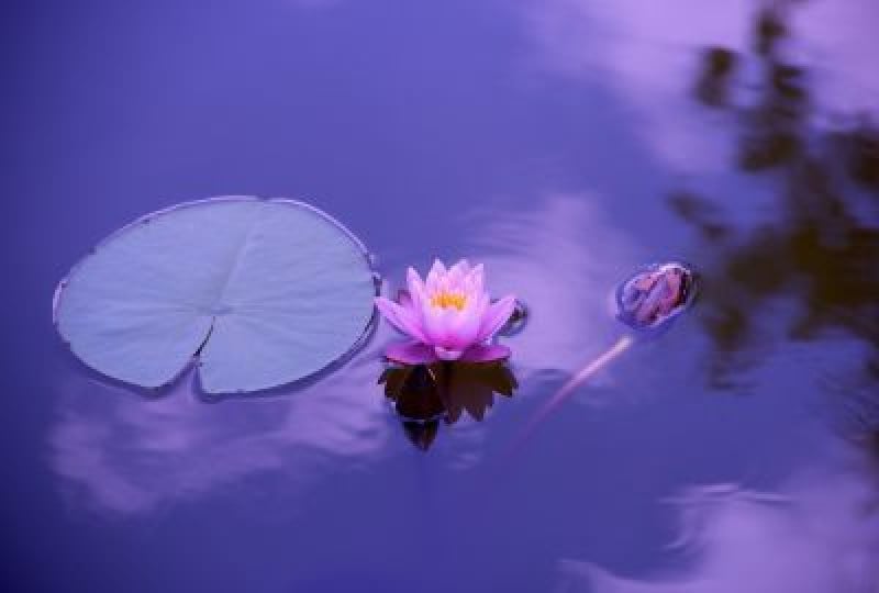 Radacina de lotus: beneficii pentru organism, contraindicatii