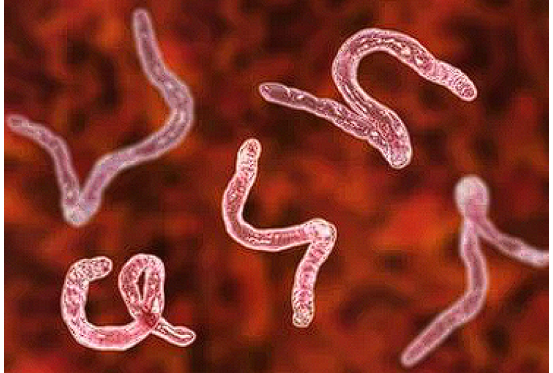 Malaria: Cauze, simptome si metode de preventie