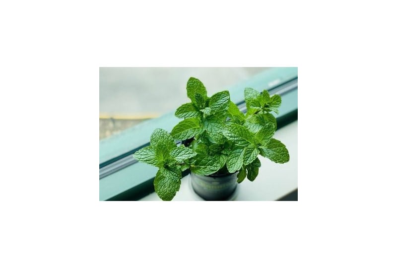 Ceaiul de menta: Beneficii, proprietati ale frunzelor, contraindicatii