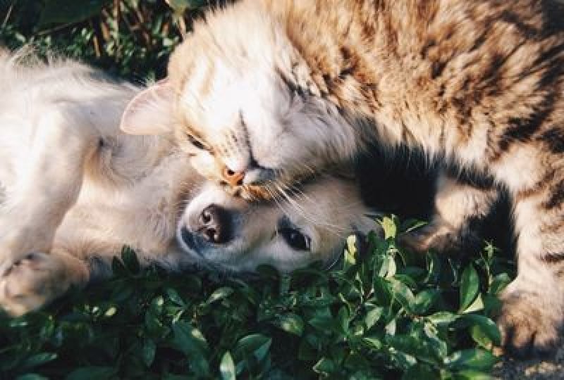 Alergia la animale: cauze, simptome si metode de tratament