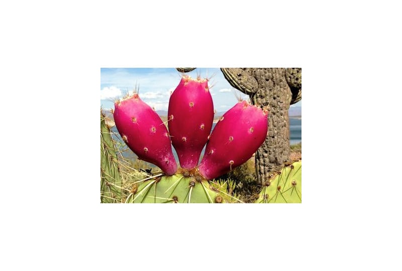 Nopalul: O leguma care seamana cu un cactus, cum se poate consuma