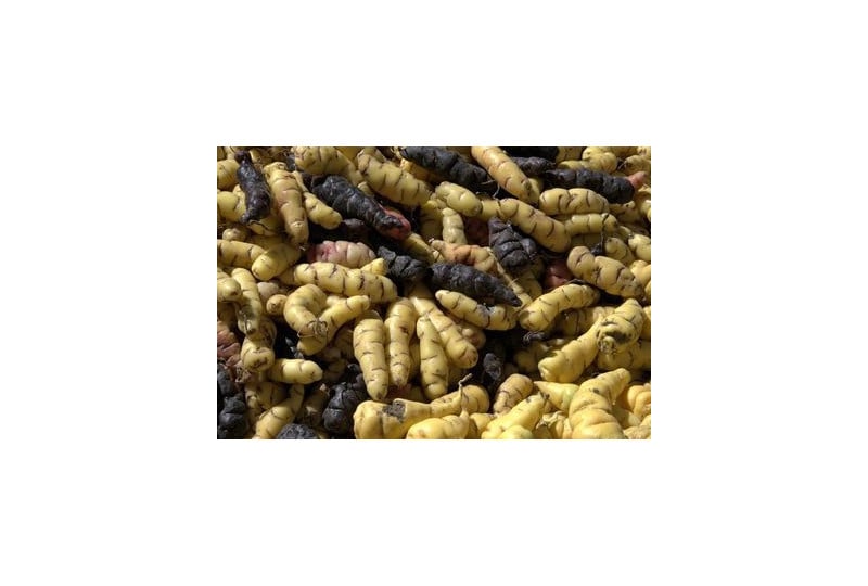 Nutritie: Beneficiile pentru organism ale consumului de cartofi OCA