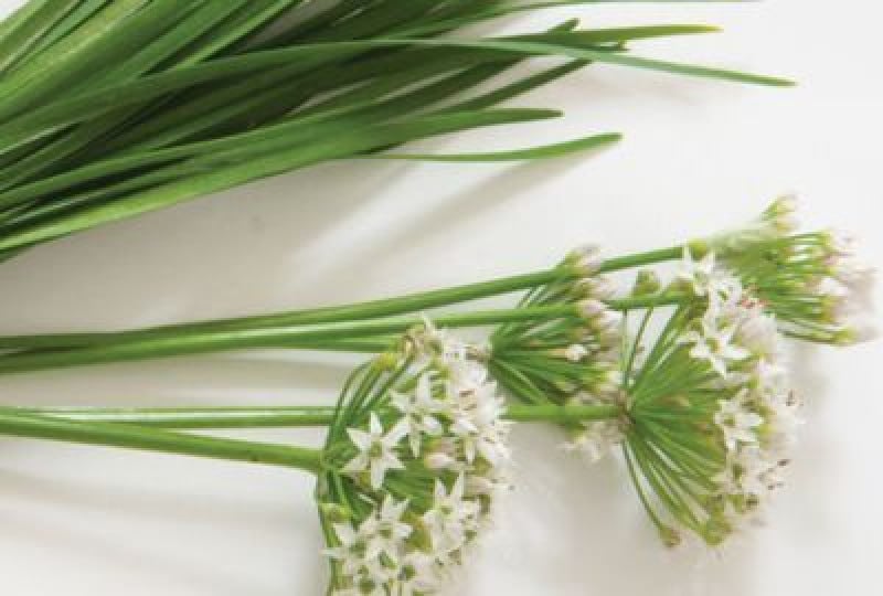 Nutritie: Ce este leurda, cum se poate consuma