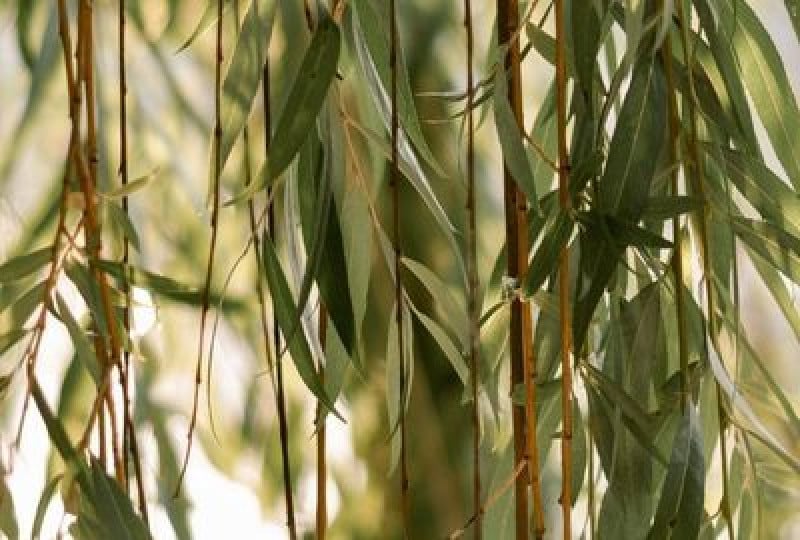 Salcia: Beneficii, proprietati antiinflamatorii, contraindicatii
