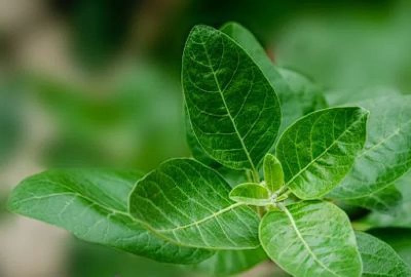 Ashwagandha: beneficii, contraindicatii si efecte pentru femei si barbati
