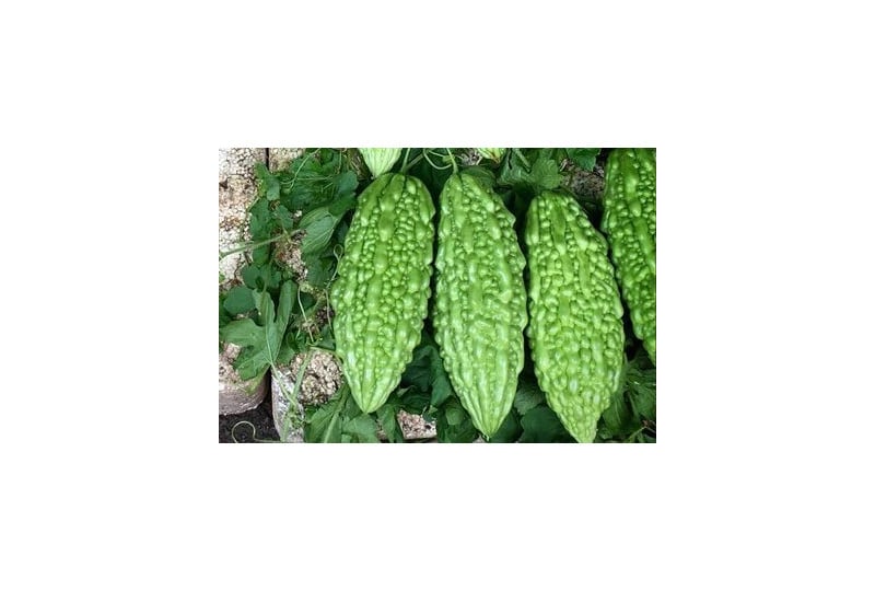 Bitter melon: cum ajuta aceasta leguma exotica combaterea diabetului 