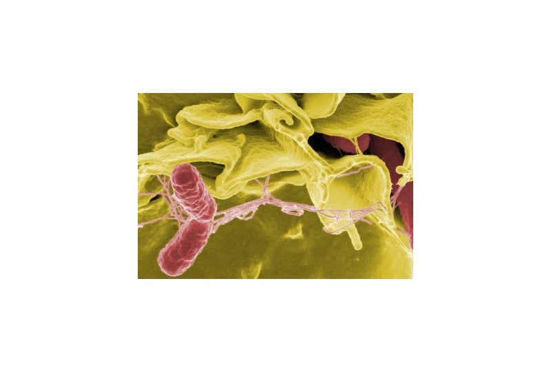Salmonella: Cum recunosti infectia - simptome, preventie si tratament 