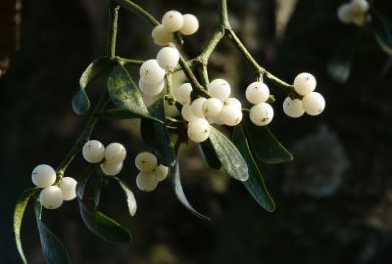 Vascul: cum recunosti planta, beneficii, contraindicatii
