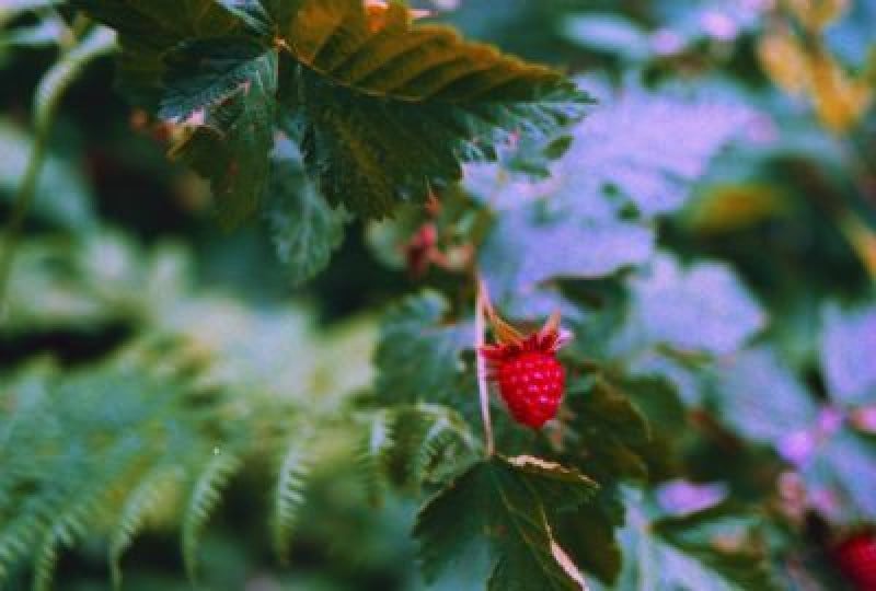 Frunzele de zmeur: Beneficii pentru organism, reguli de consum, contraindicatii